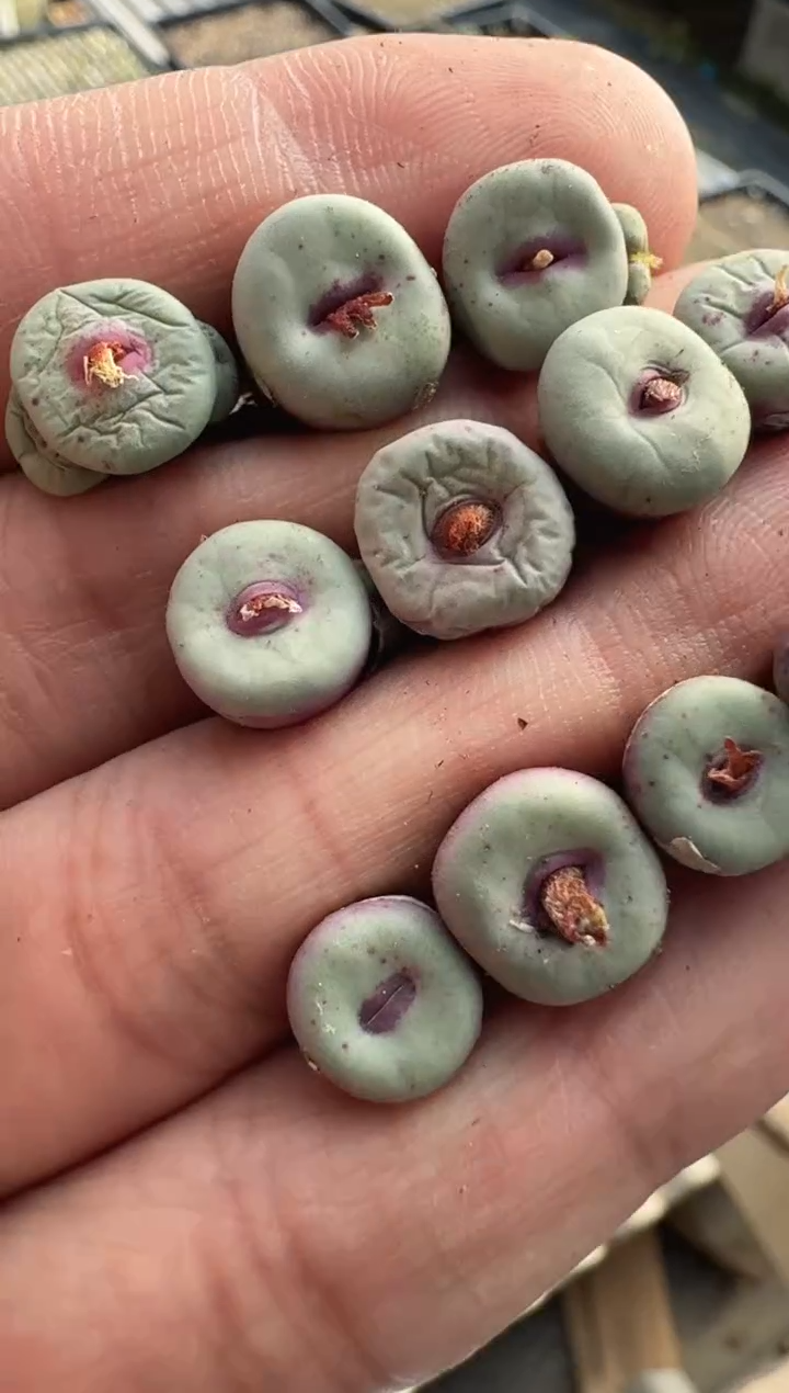 【天津专属】11多肉植物肉锥ADY红嘴一颗