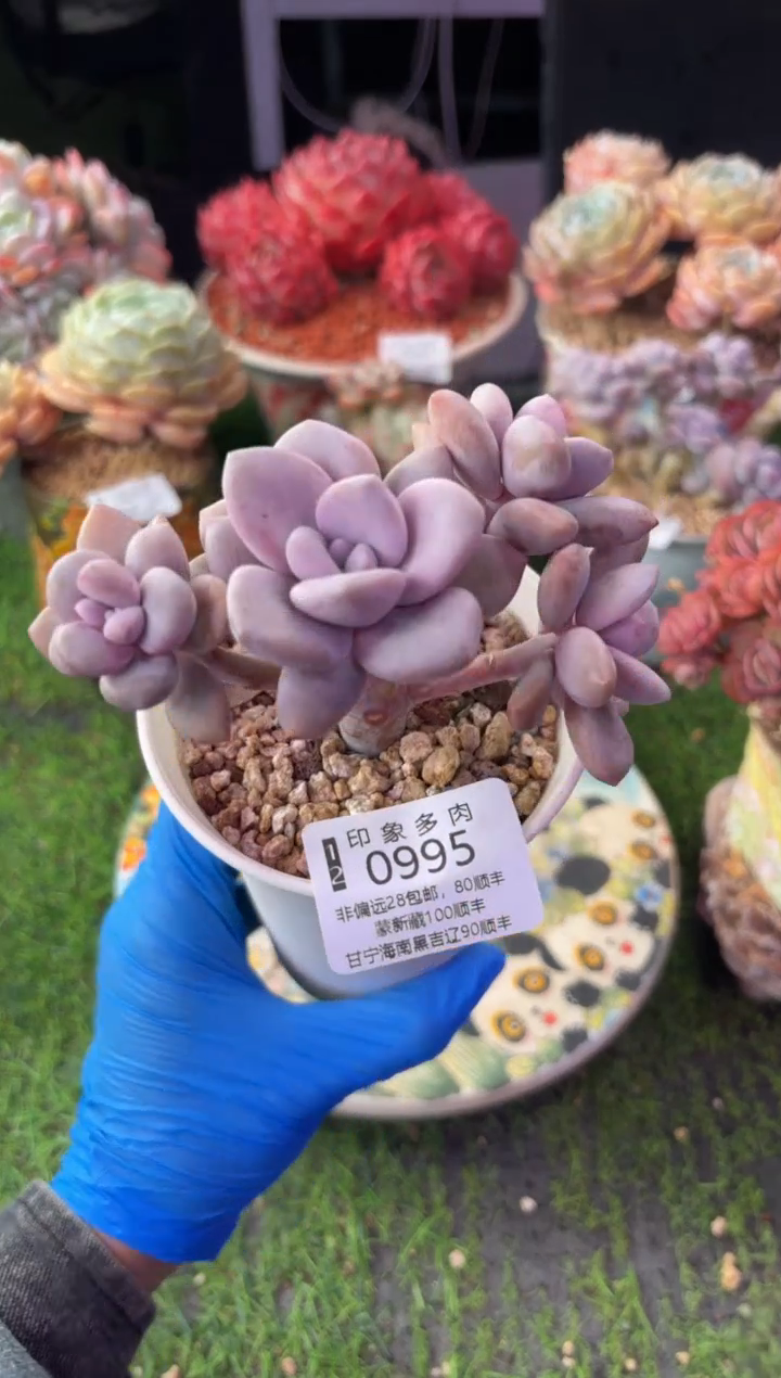 昆明印象多肉0995