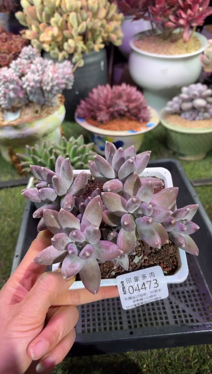 【闪购商品】04473