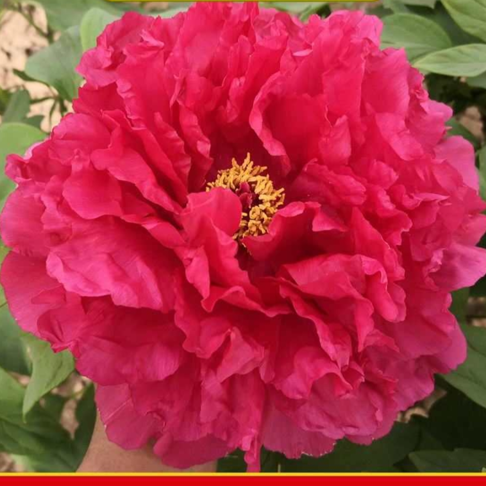 清地福利【精品牡丹一物一拍】牡丹 地栽盆栽 国色天香 菏泽产地