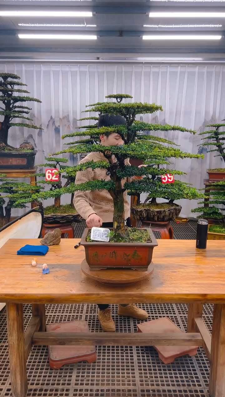 【闪购商品】紫砂精品盆景直播间一物一拍