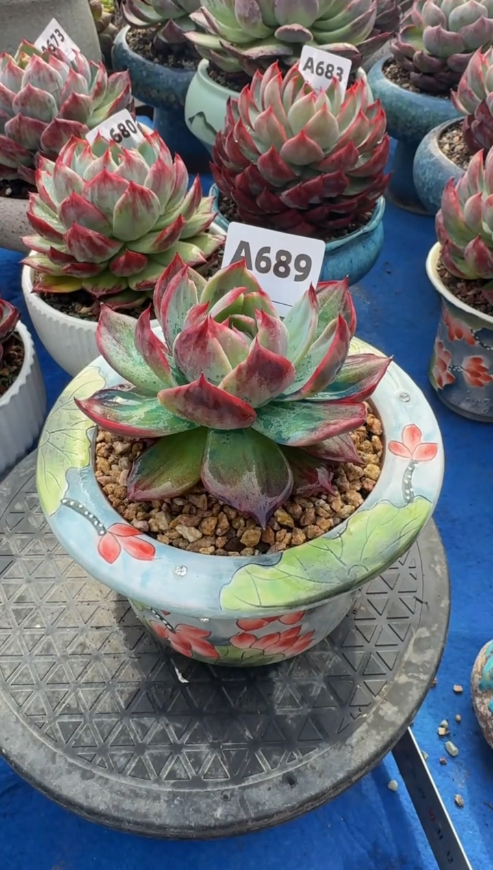 【闪购商品】A689惊鸿仙子（裸根发货）