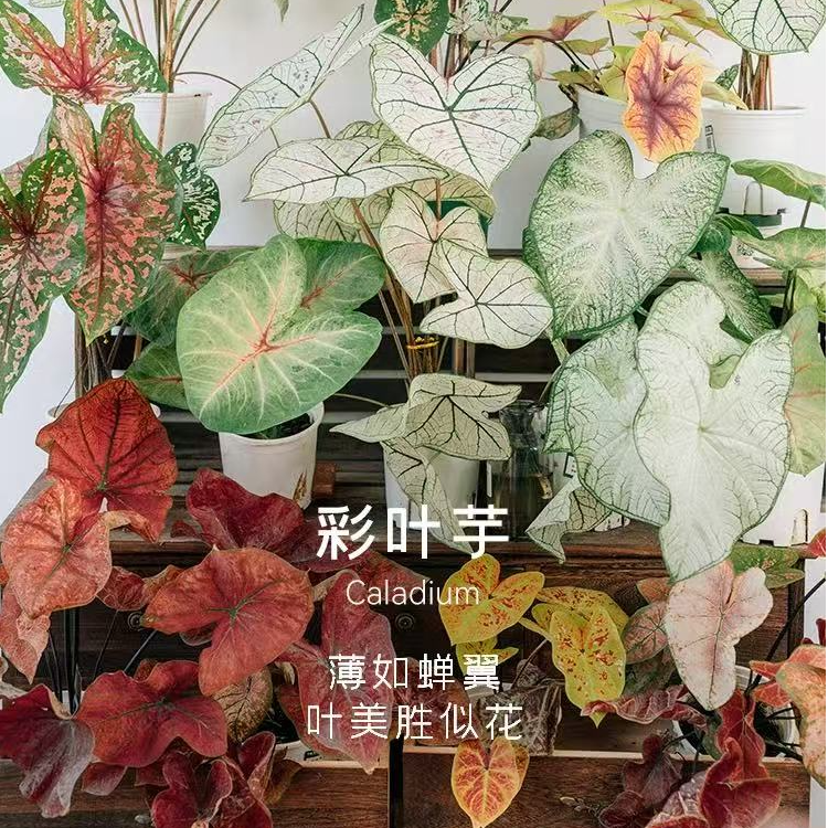 【一物一拍】盆栽彩叶芋彩叶观叶类懒人植物