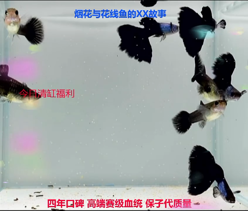 孔雀鱼赛线艾尔银蓝礼服微破3对加1对备损