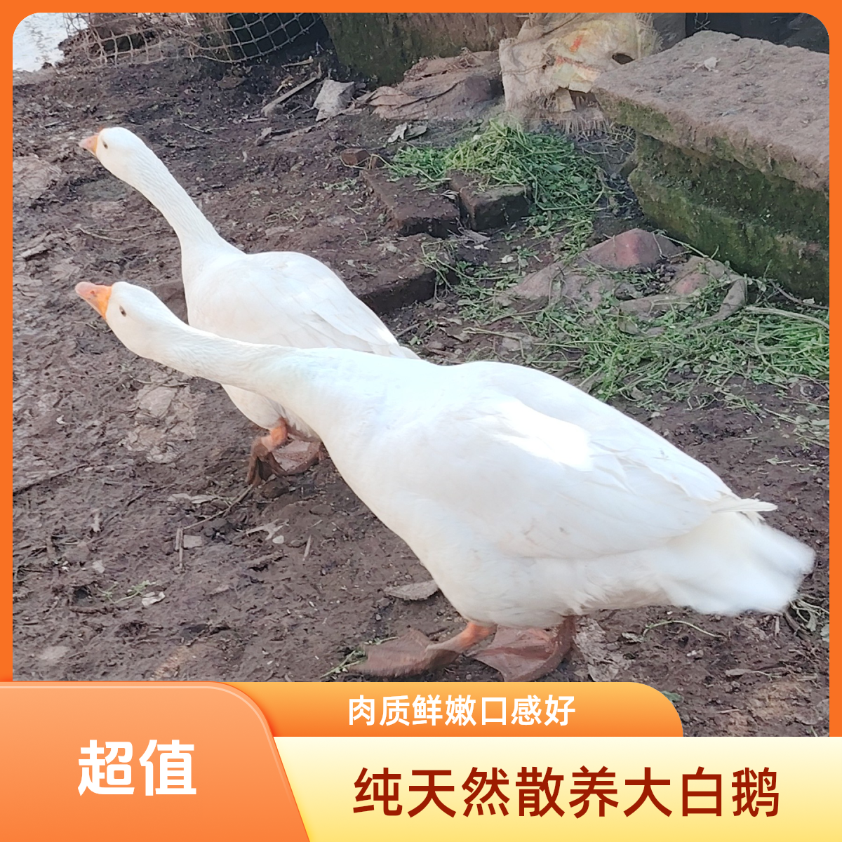 正宗农户散养纯粮食土鹅、2千克起