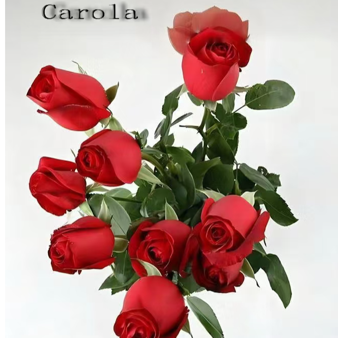 4月特价福利灌木月季