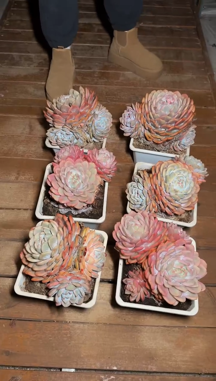 180#（母本3-4头）梦露锦（18-22cm）脱土