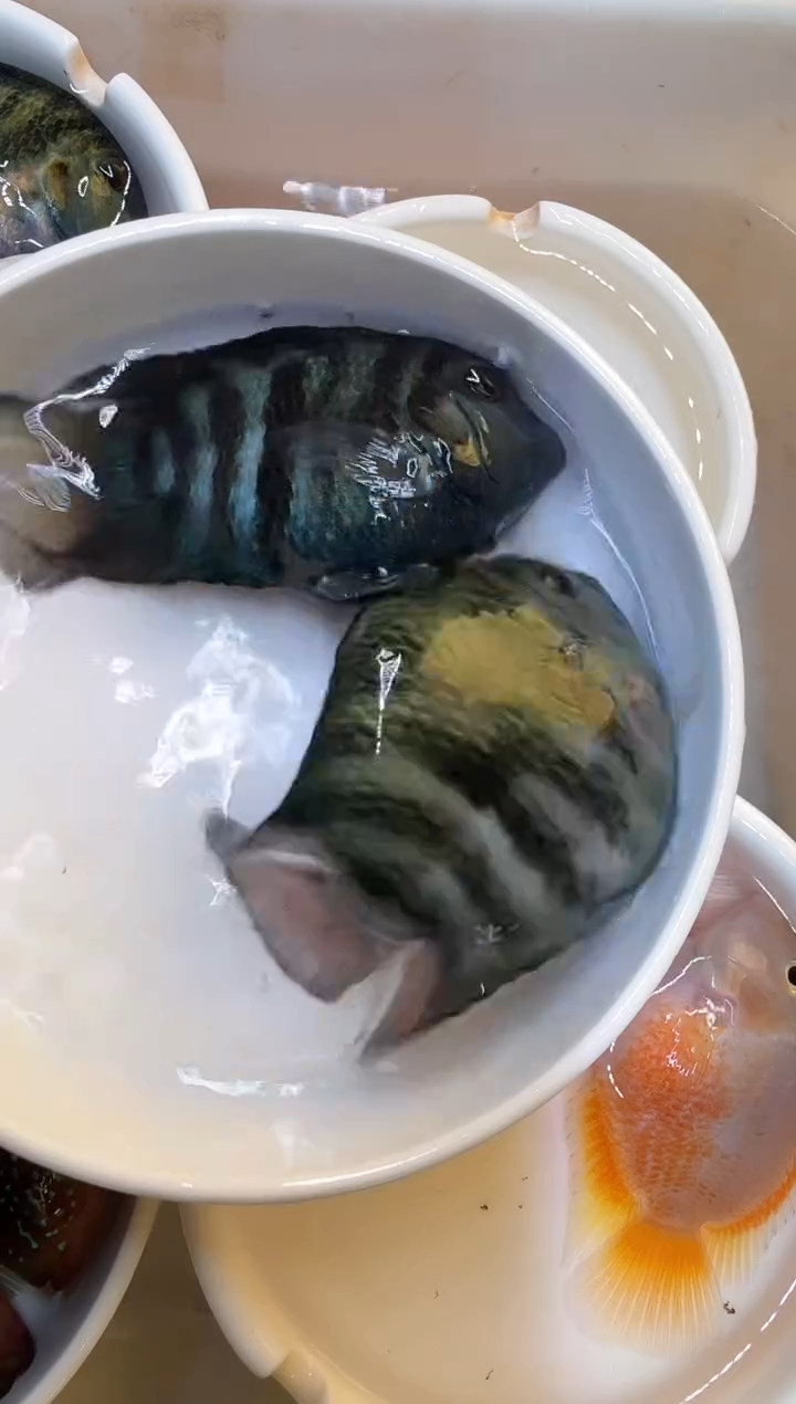 鹦鹉鱼宝蓝一对   大