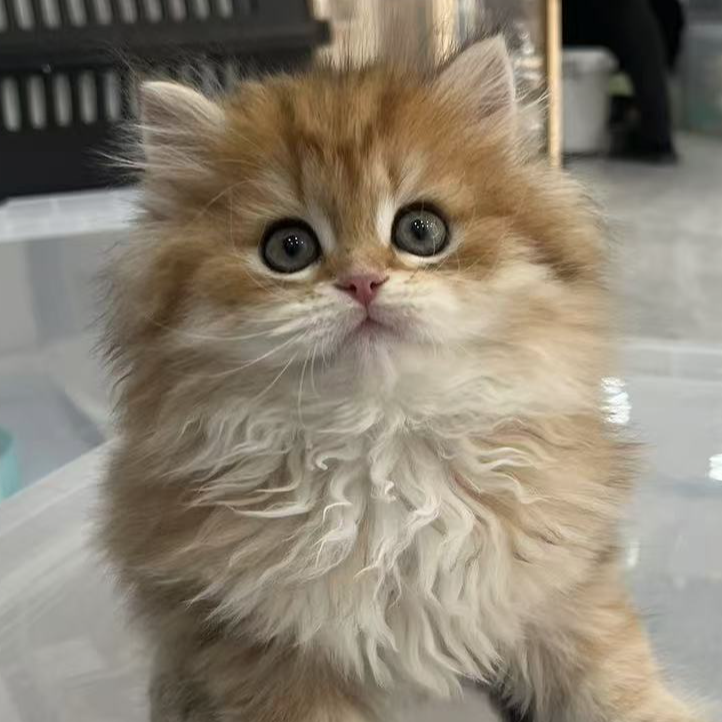 来了姊妹-金渐层英长猫 弟弟 3