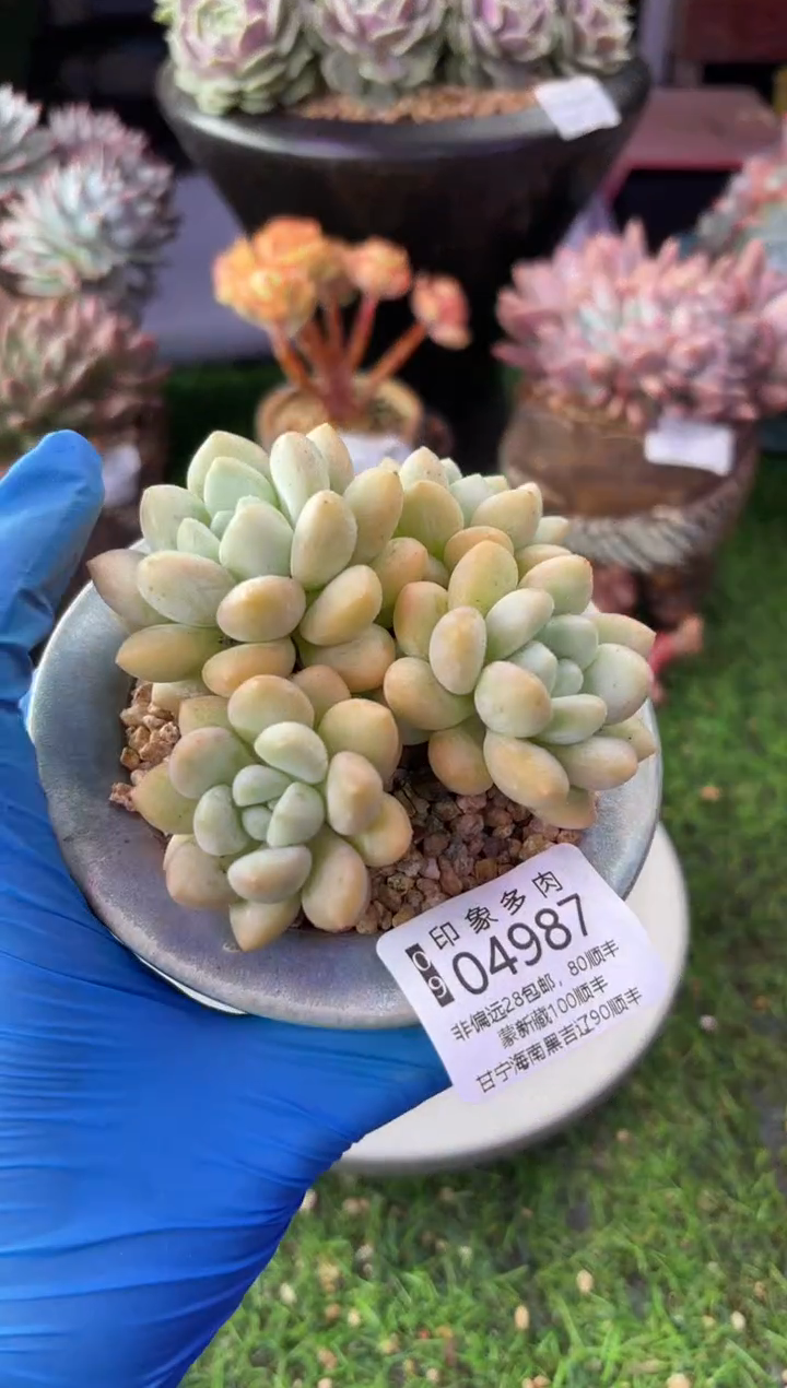 昆明印象多肉04987