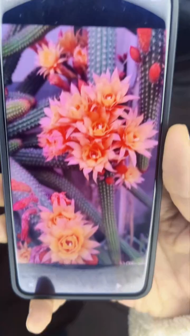 【闪购商品】单头垂钓金妞