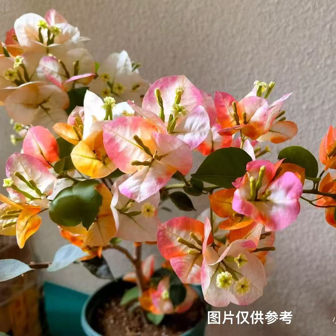 【凤凰】单芽【包售后一个月】【包对版】三角梅四季开花爬藤飘枝好养护