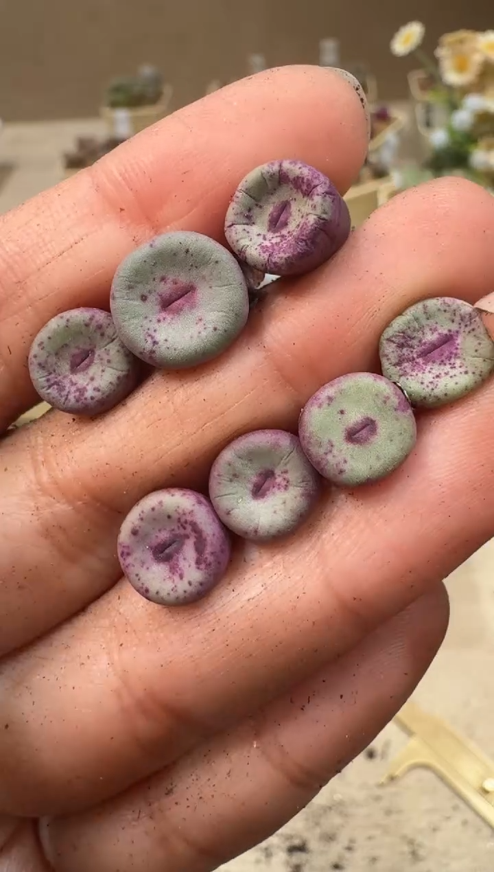 芝*26-18多肉植物肉锥ADY1358红嘴