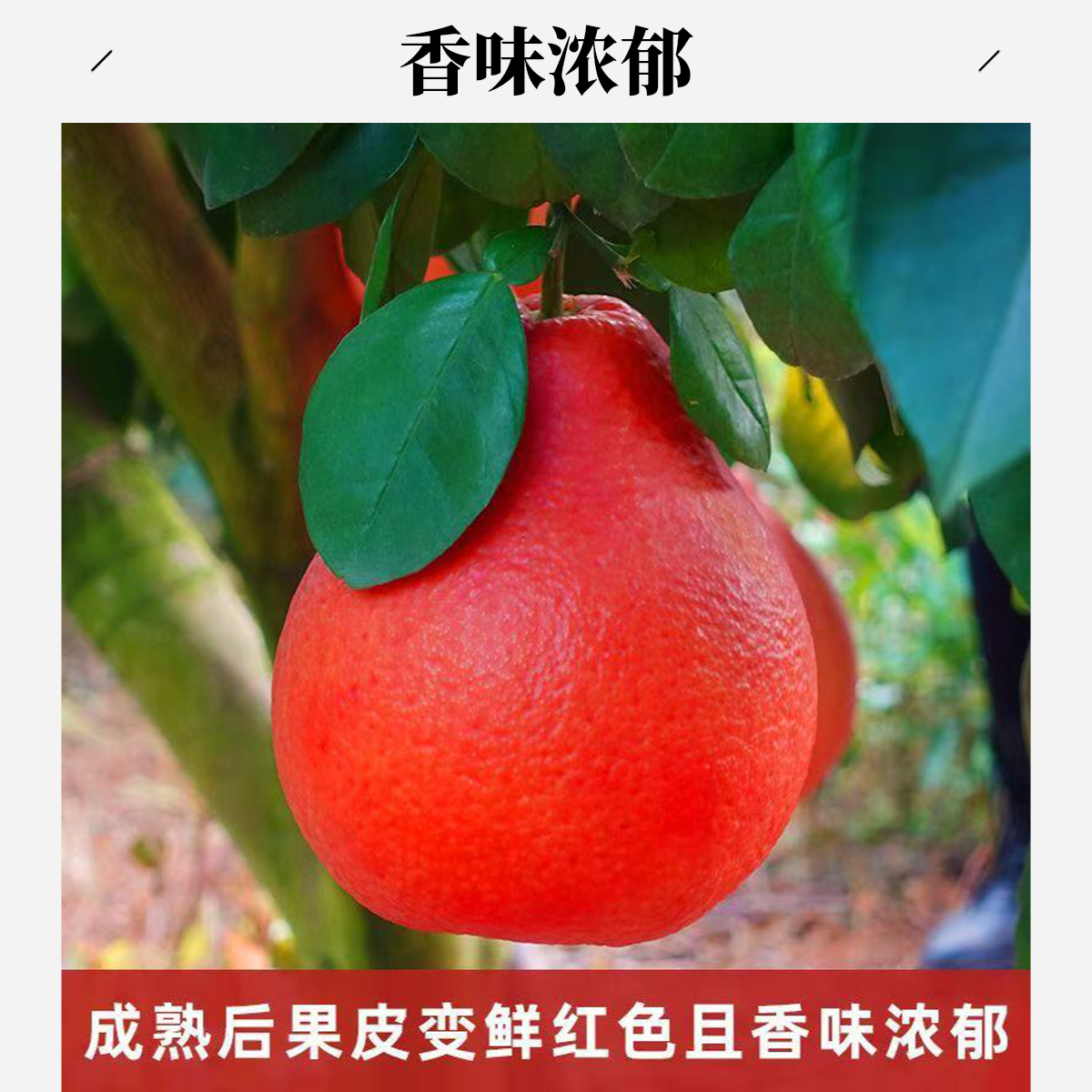 泰国暹罗香水红柚苗嫁接苗红心蜜柚种盆栽地栽果树苗