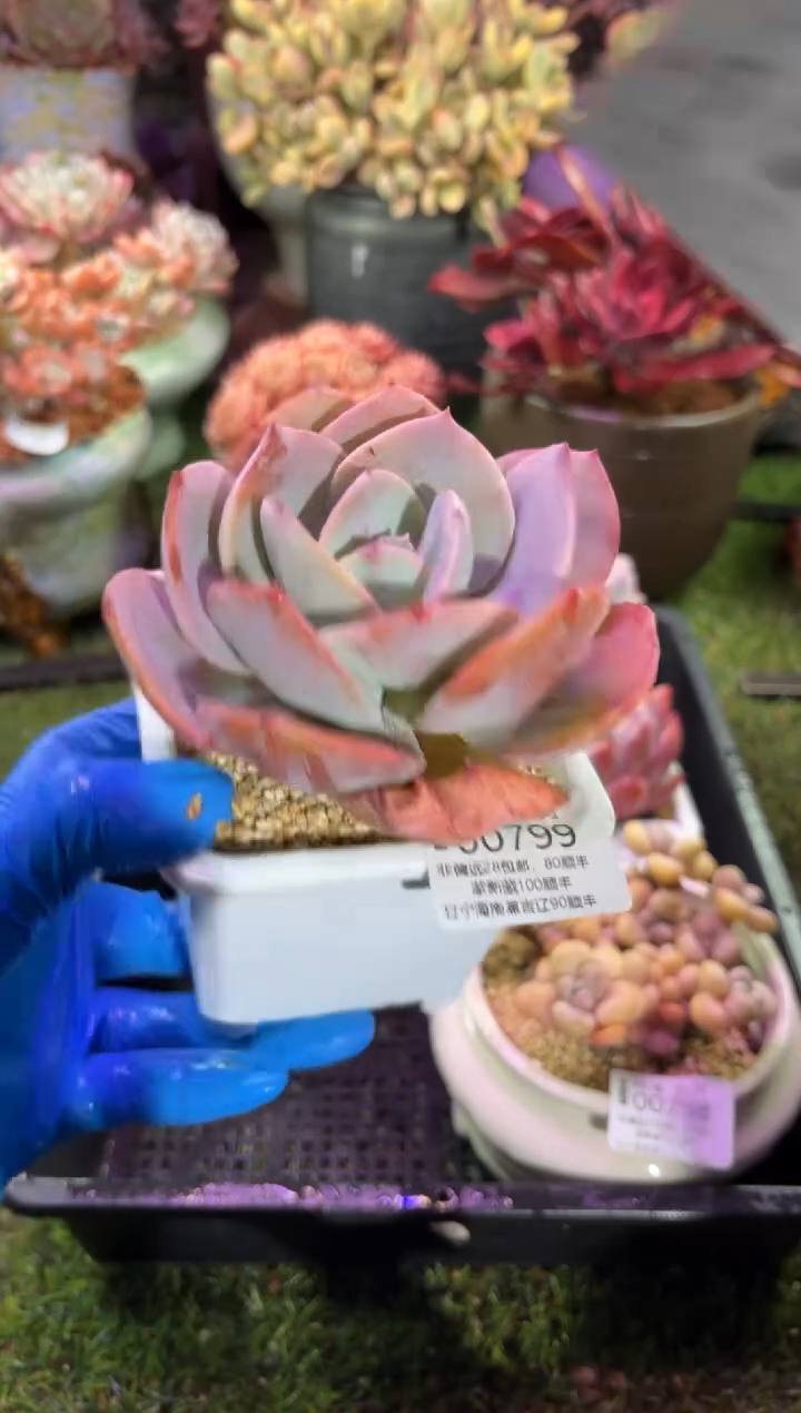 【闪购商品】00799