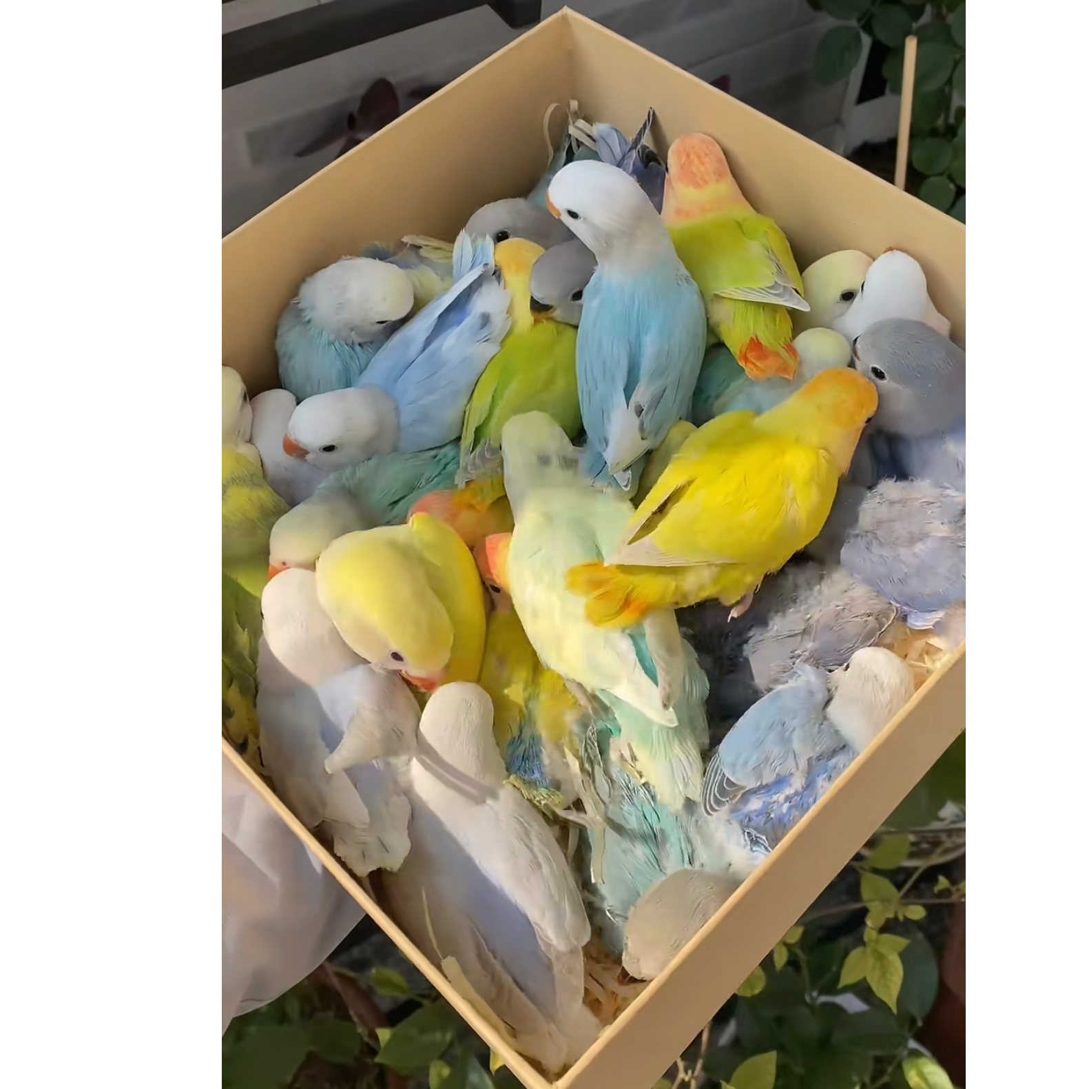 精品手养桃脸牡丹鹦鹉活泼亲人可上手（到货24小时死亡包赔）