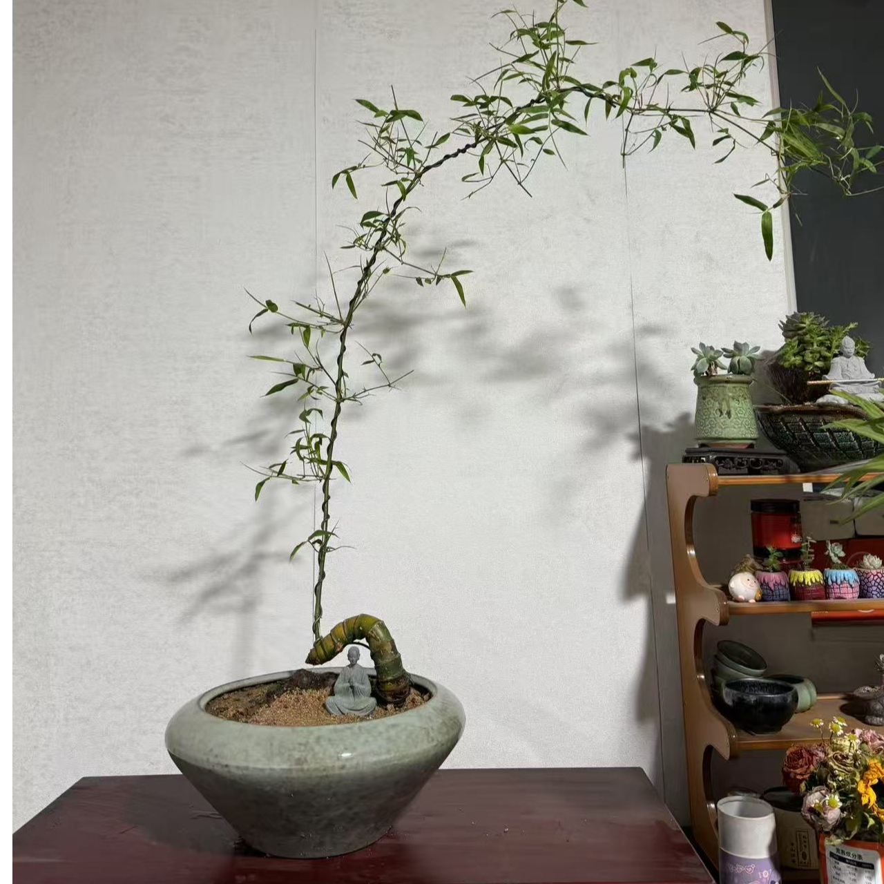 小叶簕竹生庄半熟庄熟庄