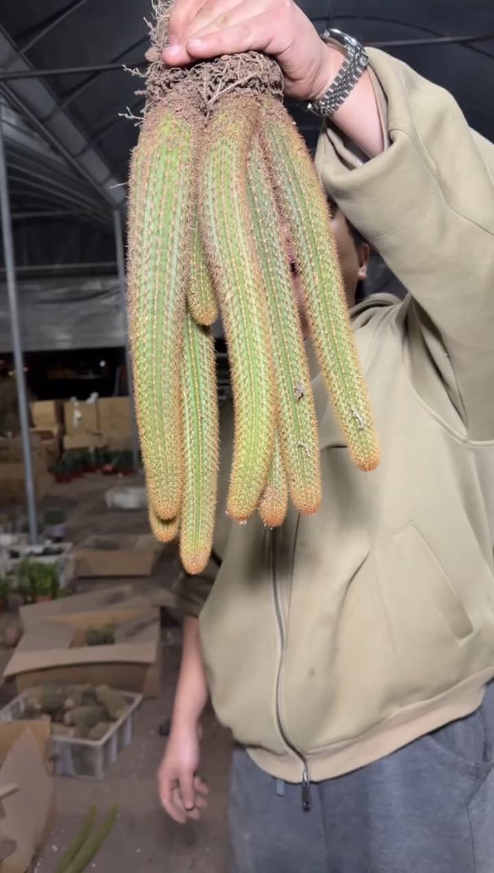 多头 紫水晶 金妞【带根】