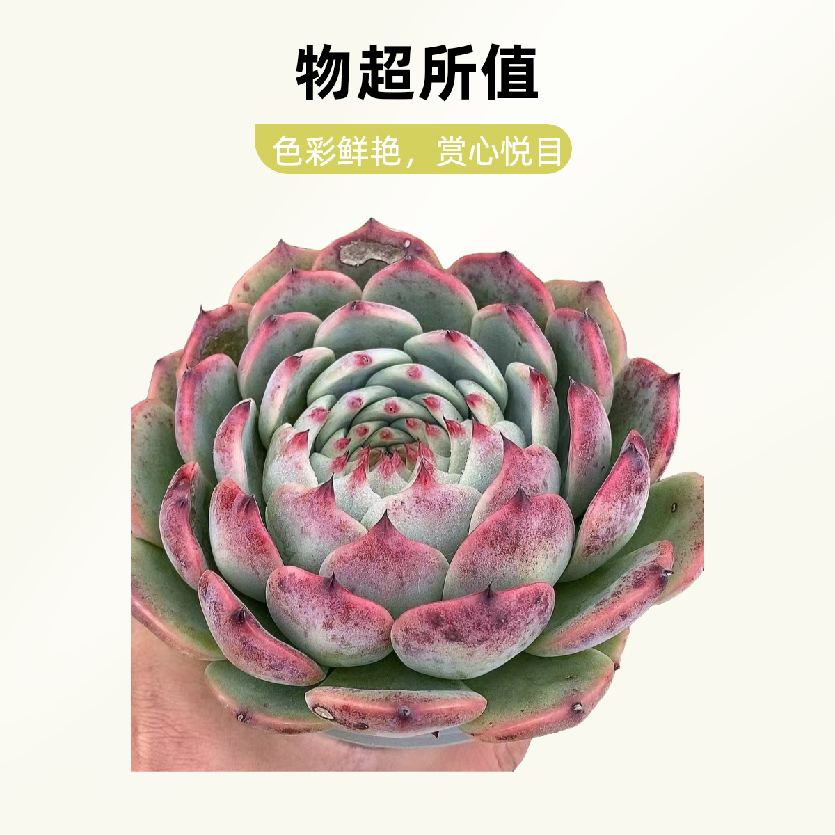 水蜜桃   熊猫多肉  （满19.9包邮）