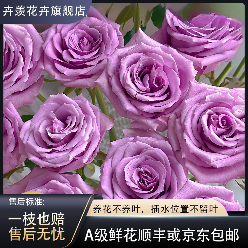 【卉羡】紫霞仙子单头玫瑰10支装60~70cm点缀装饰客厅家具送礼女友