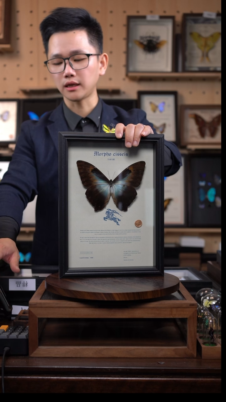 蝴蝶标本摆件竞拍月神闪蝶g亚d91