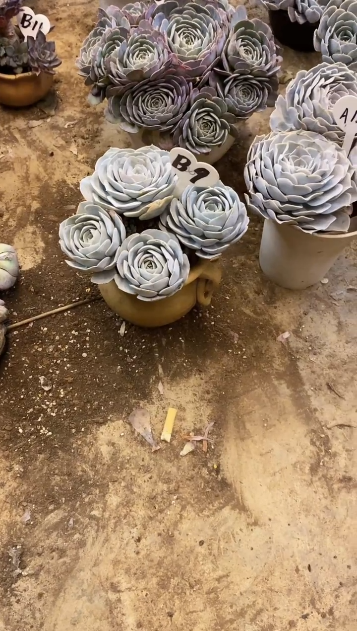 沐****✨               B9号圣卡￥20