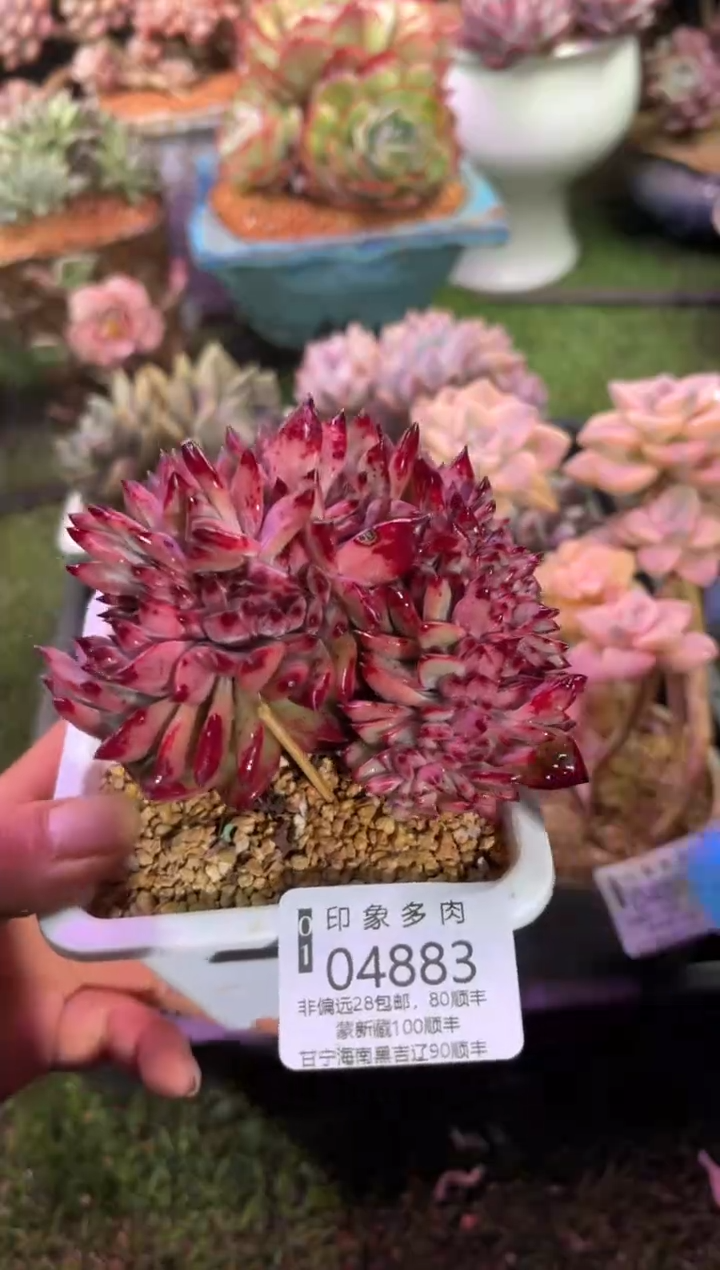 【闪购商品】04883