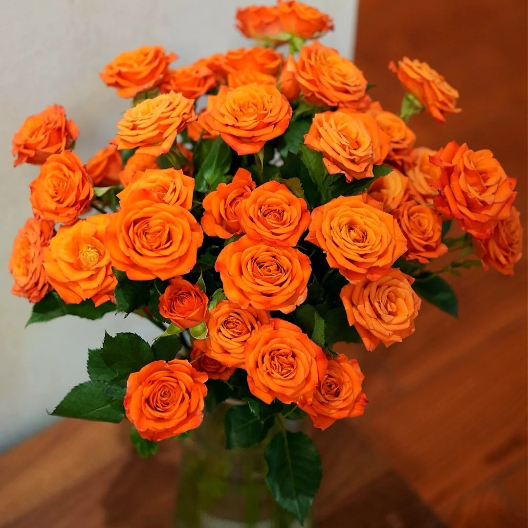【橙色芭比】多头玫瑰爱马仕橙新鲜鲜花用于家用客厅装饰