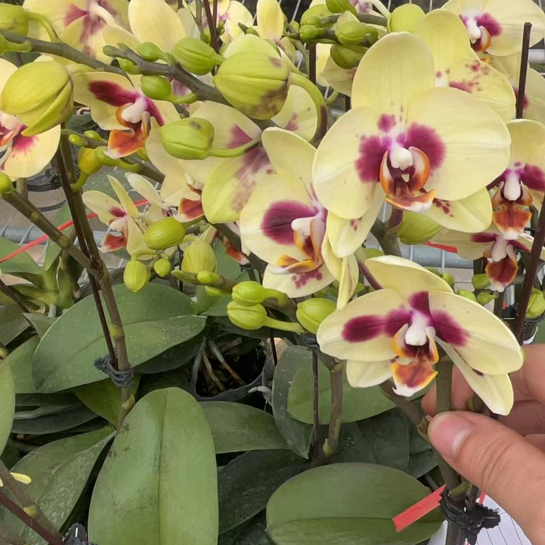 蝴蝶兰【小浣熊】高端花卉 客厅美观 基地直发