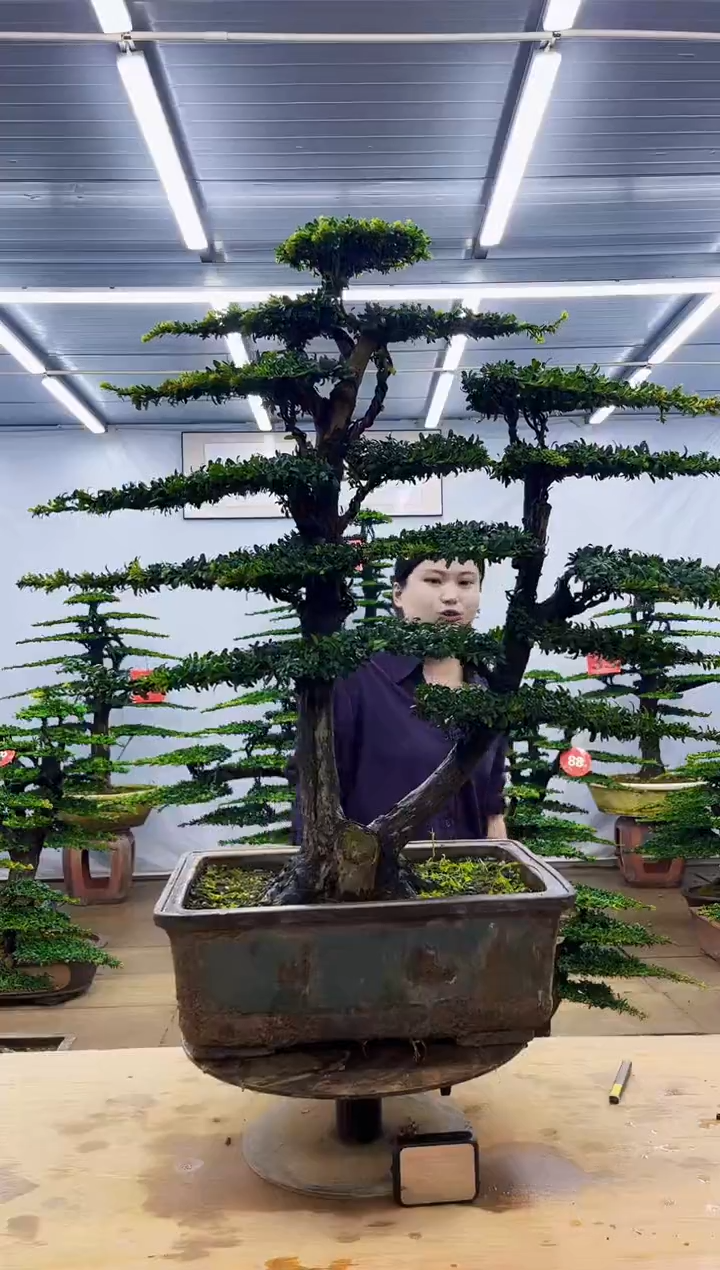 无花朵一物一拍，所见即所得