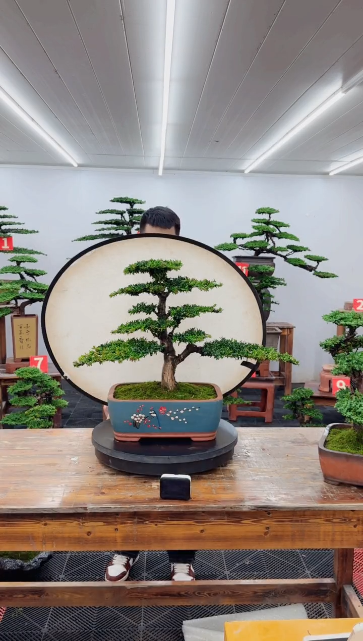 无花朵罗汉松888888888888888