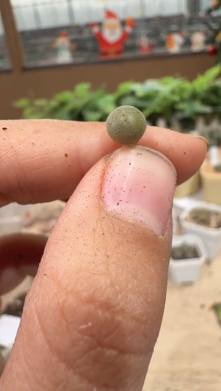 29-184多肉植物肉锥