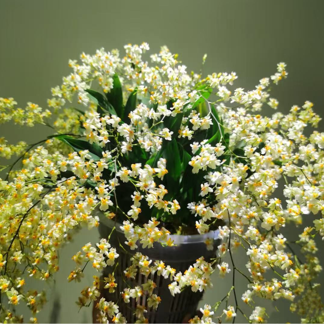 年宵花梦香兰《罗曼香》30支花剑或以上室内高端盆栽花多年生花期长
