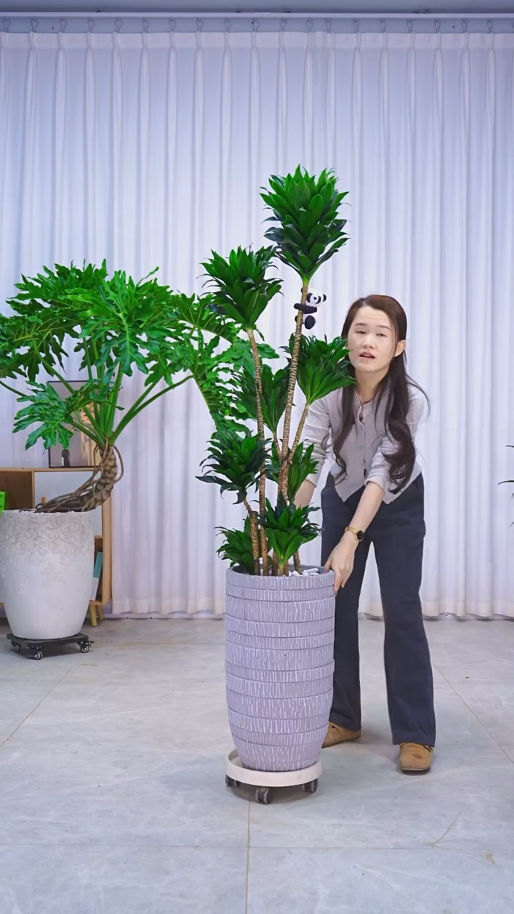 完全开放^****～太阳神盆栽