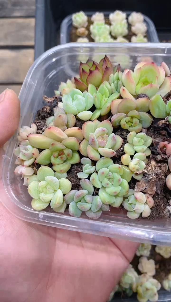 058雪花珍妮杂      