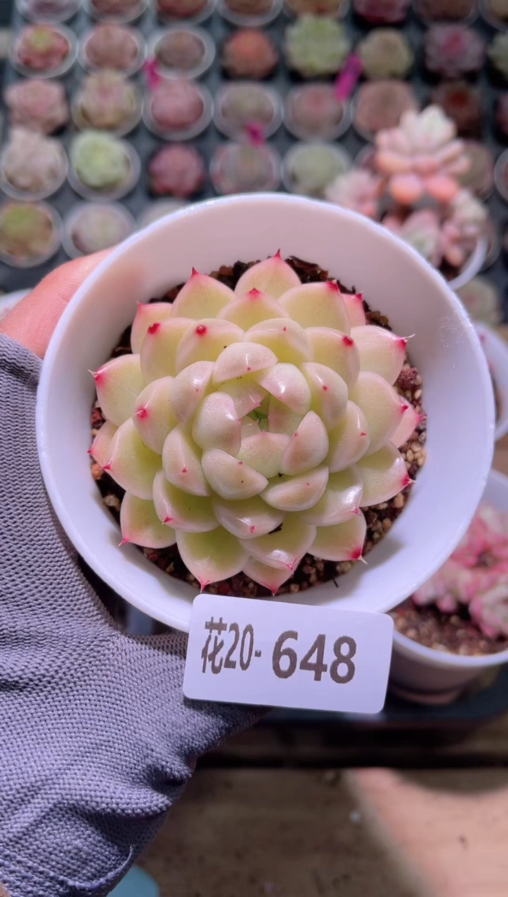 【闪购商品】20-648麦秆