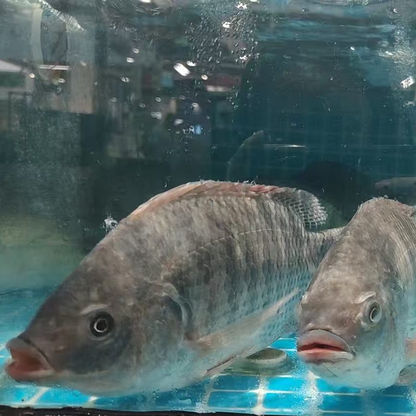 鲜活罗非鱼/条约750g（默认宰杀） 