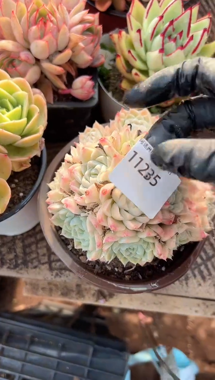 赢*多肉植物一物一拍11235