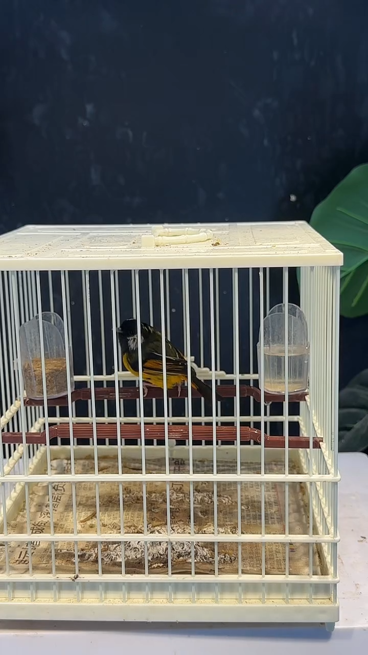 虎皮鹦鹉20号   金胸养笼1元起拍