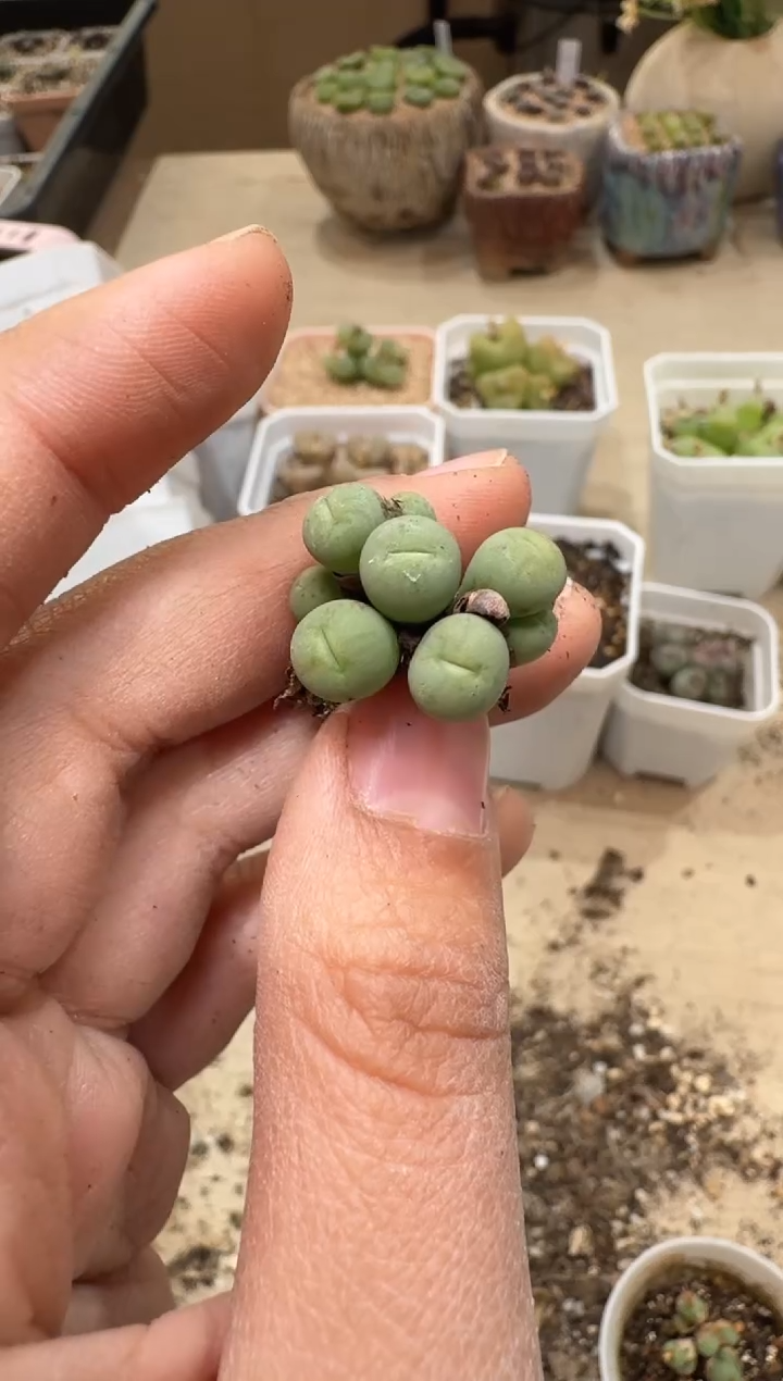 多肉植物肉锥3-362