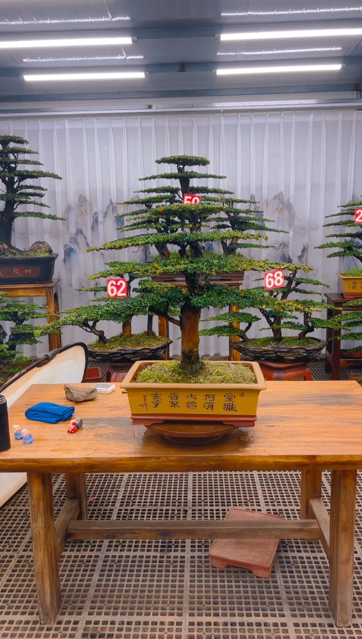 【闪购商品】紫砂精品盆景直播间一物一拍