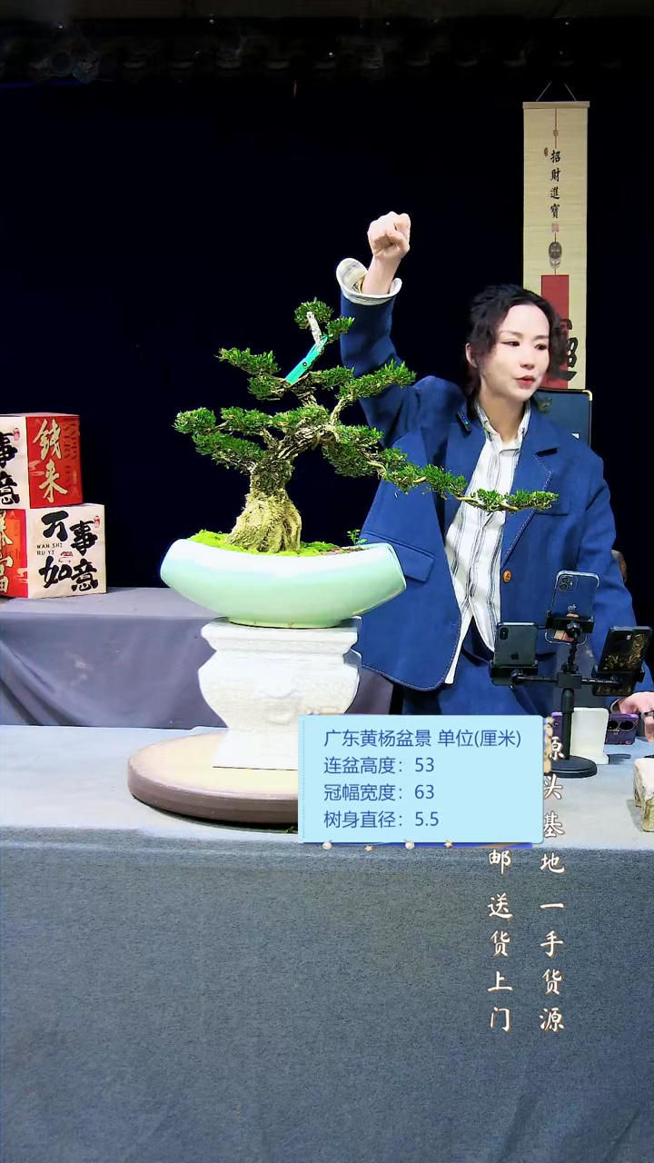 【闪购商品】黄杨盆景黄杨盆景