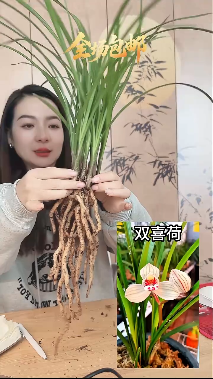 当前无花栽培后可以开花：双喜荷
