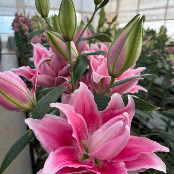 四季可种1颗《伊莎贝拉》14/16重瓣香水百合种球四季可种可盆栽地栽