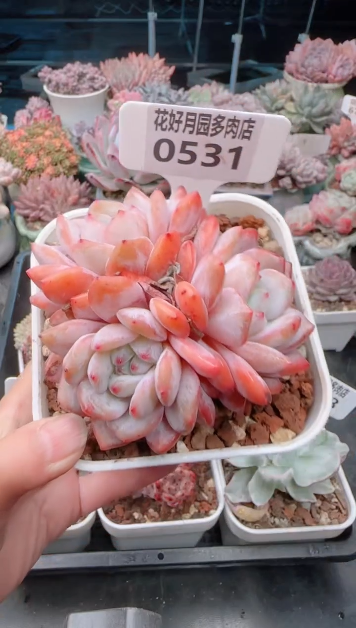 【闪购商品】0531.