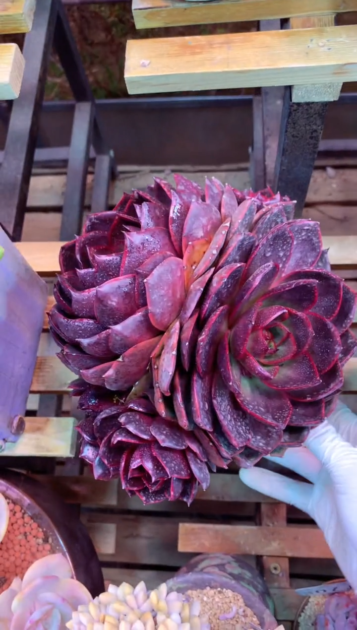 313J（一物一拍，精品多肉，w所见即所得 ）