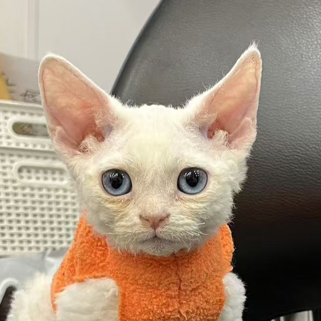 来了姊妹-白蓝眼德文猫 弟弟 7