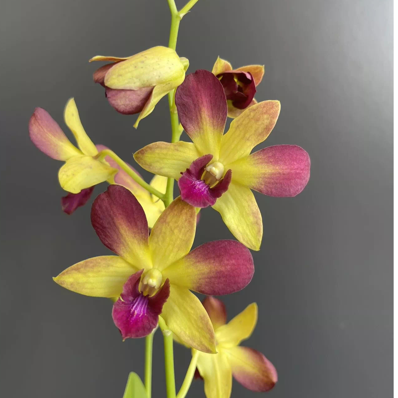  【富贵】秋石斛带花苞的石斛兰花盆栽四季开花好养家庭盆栽