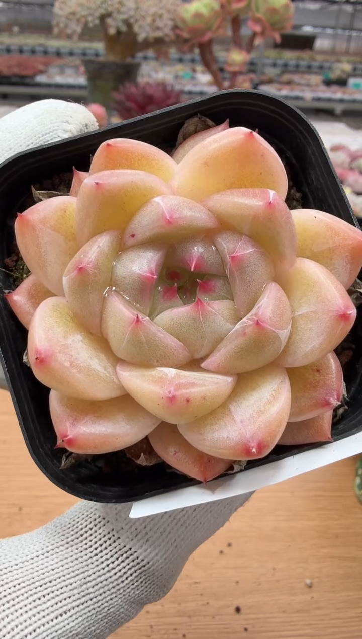 东云多肉园二店-51