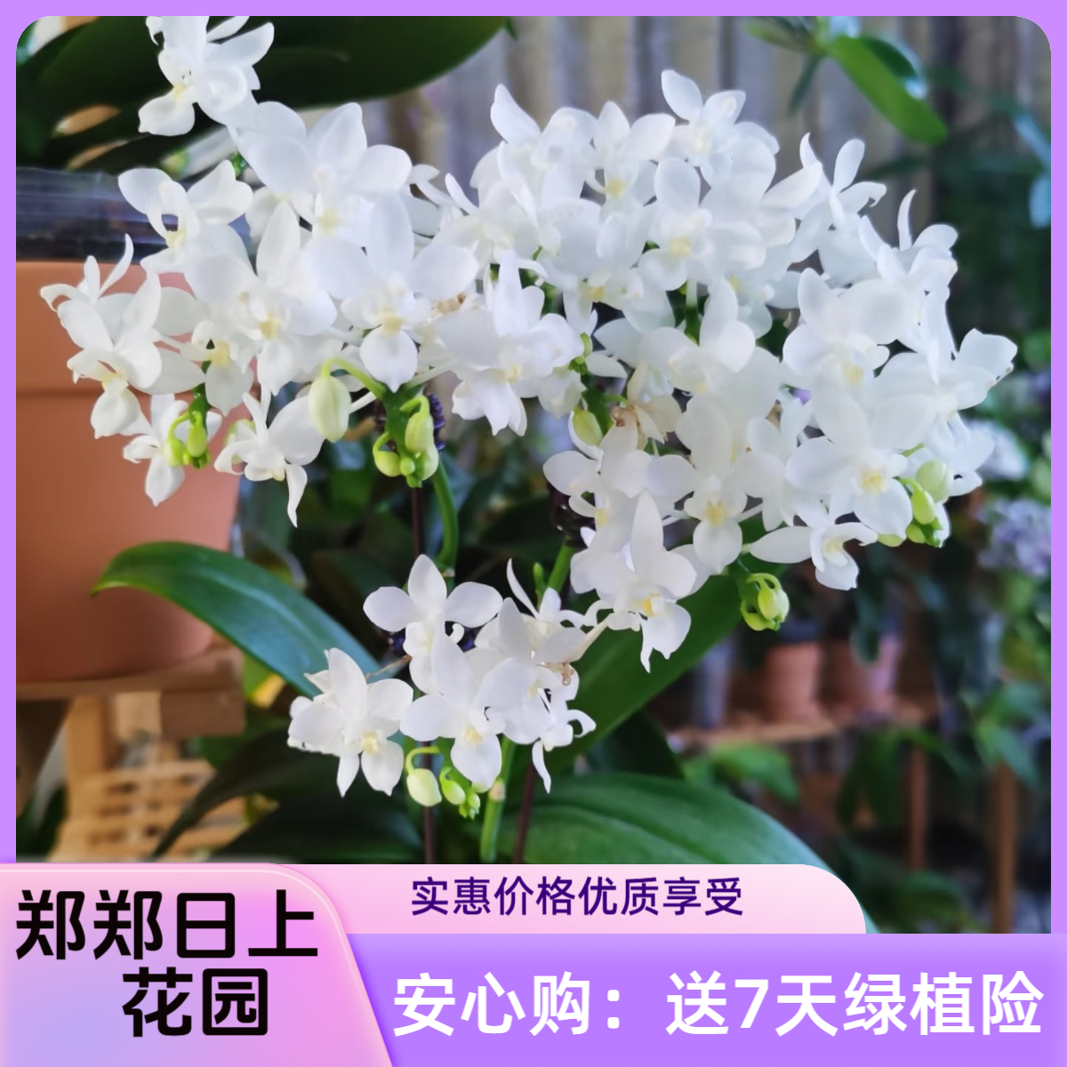 白EQ    2.5寸  苗（少根）